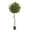 5.5ft. Potted Olive Topiary Tree